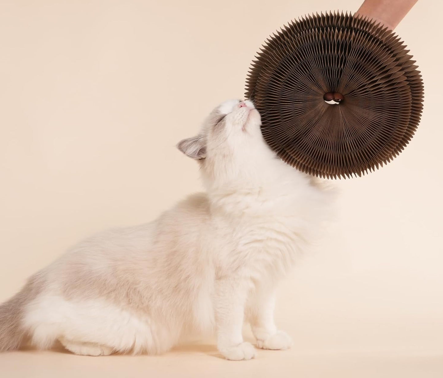 Planche à griffes de chat Magic Organ